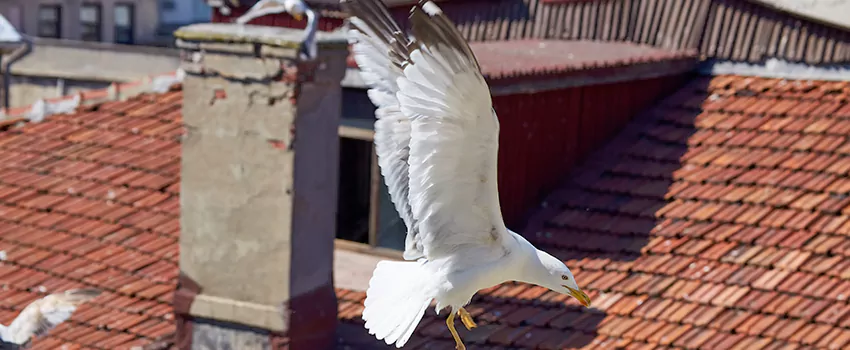 Residential Chimney Animal Removal Solution in Clinton, MD
