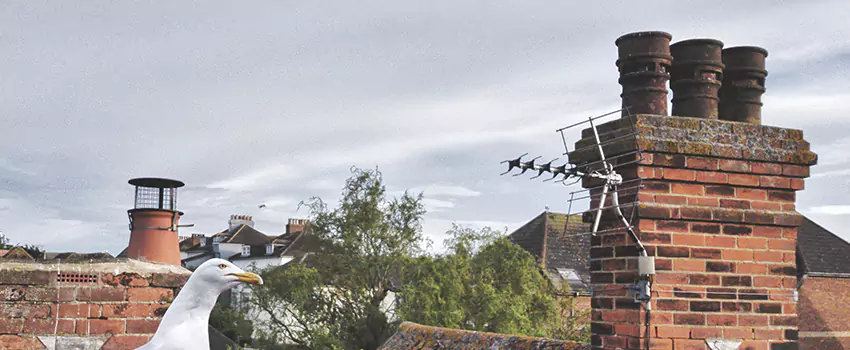 Chimney Cleaning And Restoration in Clinton, Maryland